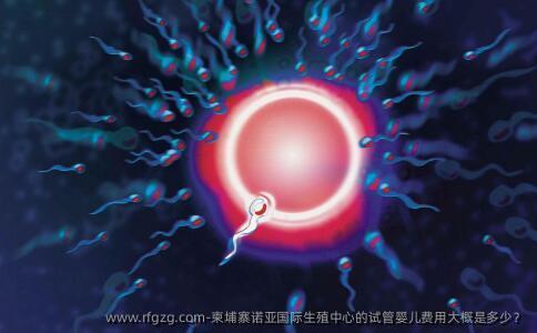 柬埔寨诺亚国际生殖中心的代孕费用大概是多少？